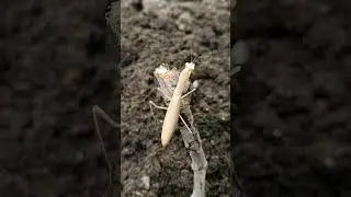 Gemeine Europ&auml;ische Gottesanbeterin Leshahnl Maringgele Praying Mantis religiosa Tier Monster Insekt