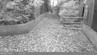 Trap Camera Captures Red Fox (Vulpes vulpes) On 27 October 2025