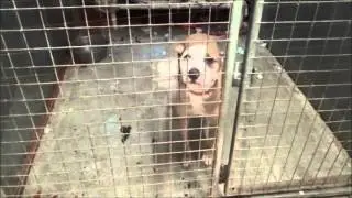 Dogs needing homes