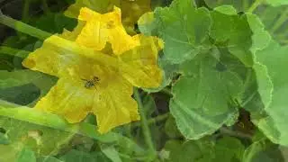 #video #Flowers, Pollinators, and the Quiet #Work of #Nature 🪴 #Growth, #Food 👩&zwj;🌾 #plant #gardening