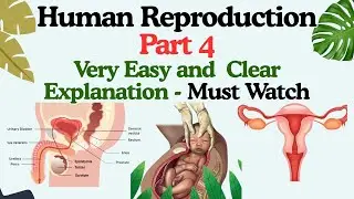 How is Ovary formed inside a baby | Human Reproduction Part 4  | #biology #class12biology  #ncert