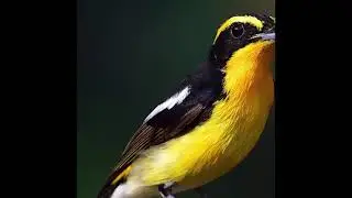 Tyrant Flycatcher bird