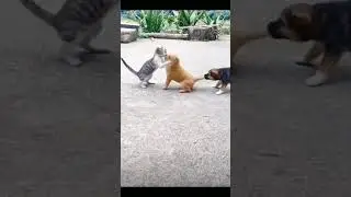 funny cats and dog fight! #animals #wildlife #animalrescue #miracle #rescue #animal
