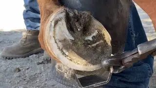 Trimming a Horse with Arthritic Knees! (35 year old horse)