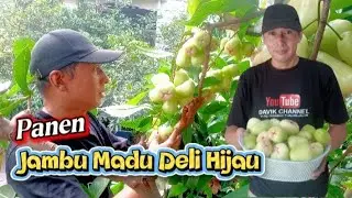 Panen jambu madu deli hijau 