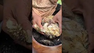 Grilling The 'Pufferfish' You Can Actually Eat!