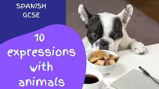 10 expressions with ANIMALS ( SPANISH GCSE)