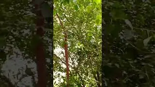 🌴🎋Trees #viral #nature #shorts