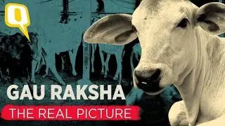 Gau Raksha Law, The Real Picture: Targeting Minorities & Failing The Cow | The Quint