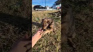 Игривое настроение