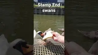 Stella the swan eating from my hand😀