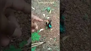 king fisher #birds #birdsounds #birdspecies #birdslovers #shorts #youtubeshorts #youtube