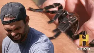 Kings of Pain: 4 TERRIFYING INSECT BITES - 