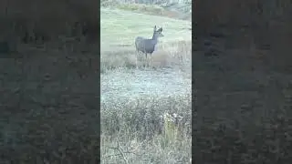 Mule deer 🦌