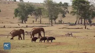 Kenya reports a 15%  increase of elephant populations in last three years
