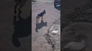 Referee Dog😲😲 Part 2#referees #funnyanimals #football #footballreferee #pets #doglife #husky
