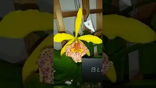 Blc. Keowe Mendenhall #orchid #cattleya #brassavola #hybrid  #flowers