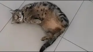 Kitty is in heat 🐱🔥
