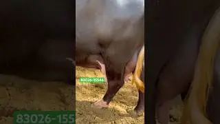 #shortsvideo 3 Buffalo For Sale #shorts #shortsviral