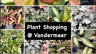 Hoya Shopping @ Vandermeer (новый ассортимент хойи и великолепные растения хойи!)