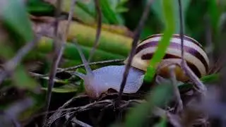 Grove snail having dinner