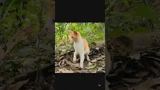 Cat reflexes are very quick #animals #cat