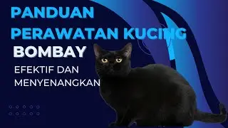 Panduan Perawatan Kucing Bombay Yang Efektif Dan Menyenangkan #kucing