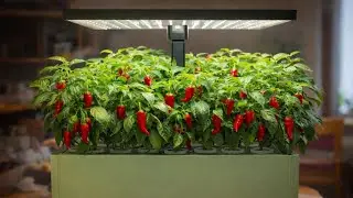 Pepper Time!