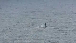 Humpback whale tail slapping