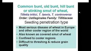 Common bunt, Old bunt, Hill bunt, Stinking smut of wheat #commonbuntofwheat #oldbuntofwheat