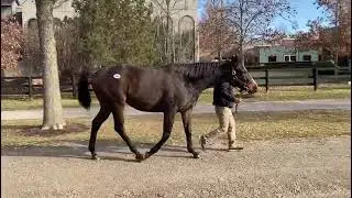 Hip #410 - Drift Away/BROODMARE PROSPECT by Congrats - Retroesque