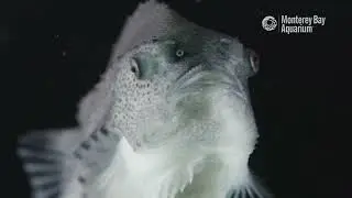 Meet the Deep Sea Lumpfish | Critter Corner