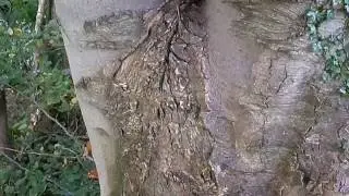 Rainwater Run Off Channels on Tree Bark - Nature Insights