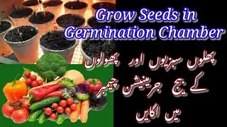How to Grow Seeds in Germination Chamber / پھلوں سبزیوں اور پھولوں کے بیج  جرمینیشن چیمبر میں اگایں