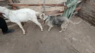 A Female Goat and a Dog Playing Happily Together 🐐🐶
