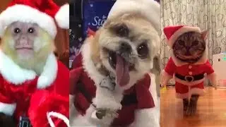 Top 10 cute animals dressed up as santa (cats and dogs dressed as father christmas)