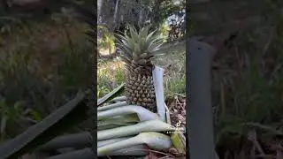 10 Acre Beachfront Parcel | Palmetto Bay, Roatan