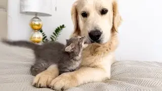 Poor Golden Retriever Attacked by a Tiny Kitten