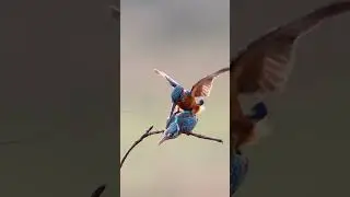 How Kingfishers Mate | Rare Natural Behaviour#wildlife #birds #kingfisher #nature