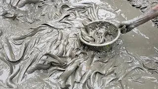 People Catching catfish by hand In Mud water pond | how to catching fish from muddy pond