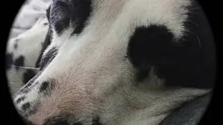Dalmatian Rescue Story