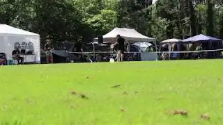 Pawsative AWI Qualifier