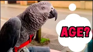 How to know age of african grey parrot || Easy Way!!