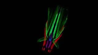 Muscles associated to the spinnerets of Loxosceles laeta