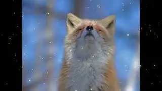 Magical Fox Enjoying the Sunshine🦊☀️ Uplifting Relaxing Music - Happy Nature Video