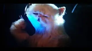 Cats 🐈 and Dogs 🐕:Ivy the cat  tracker 2,000.