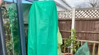 Bacon avocado seedling outdoors, slight relocation to help with protection 
