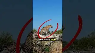 🔥LEOPARD POWER!🐆 20-FOOT JUMPS & TREE-LIFTED PREY!💪🌳#wildlife #animalfacts #shorts #leopardhunting