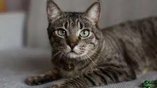 Cat adoption event at Salem and Cape Cod this weekend