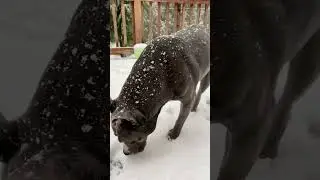 #oregon #shortvideo #peace #dog #cat #snow #calm